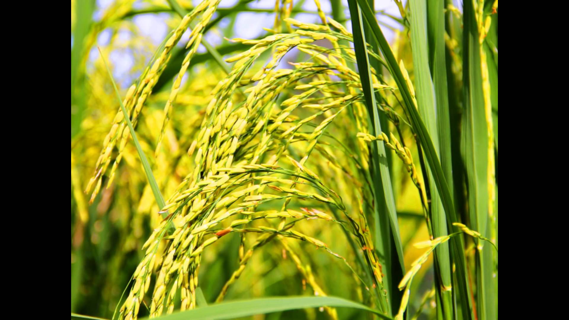 Raster Rice Rice: Process Engineering Custom Design